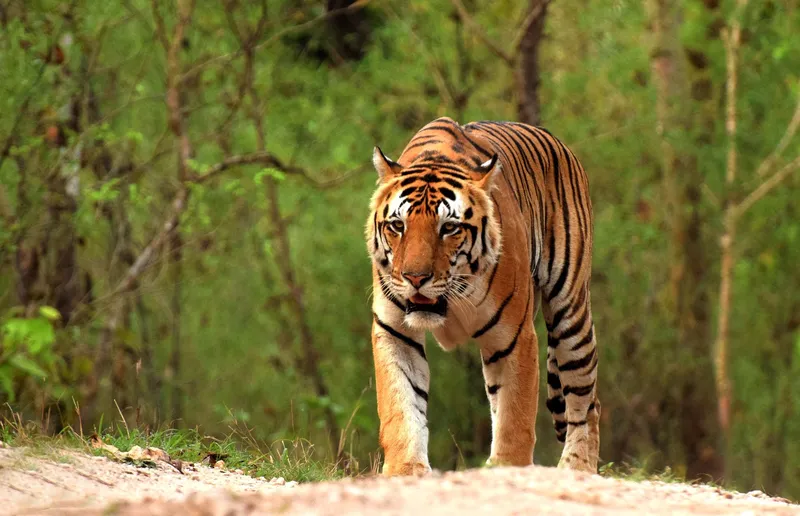 Image Kanha National Park - Wildlife Tours image beautiful - Tigers Of Kanha National Park | Kanha Tiger Safari