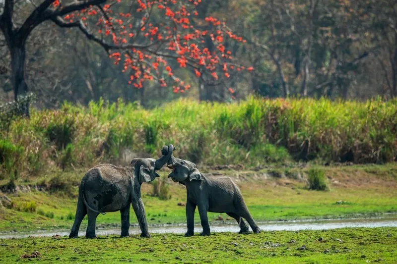 Image Kanha National Park - Wildlife Tours image beautiful image beautiful image beautiful - Kaziranga National Park – A Traveler's Guide 2024