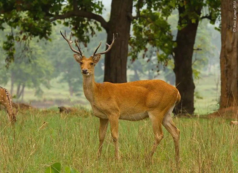 Image Kanha National Park - Wildlife Tours image beautiful image beautiful image beautiful - Top Tiger Resereves In India | Kanha National Park