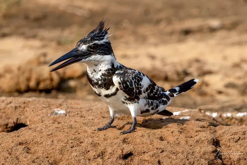 Image Kanha National Park - Wildlife Tours image beautiful image beautiful image beautiful image beautiful image beautiful image beautiful - Pied Kingfisher (Ceryle rudis) | Wildlife Vagabond