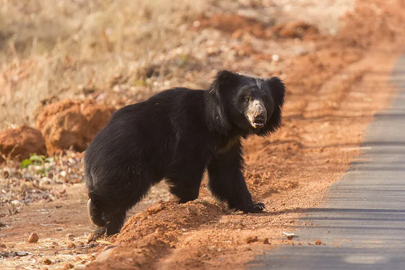 Image Kanha National Park - Wildlife Tours image beautiful image beautiful image beautiful image beautiful image beautiful image beautiful - Tiger Photo Safari India (May) Kanha and Tadoba National Parks ...