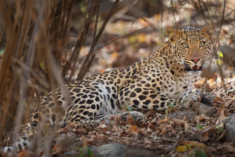 Image Kanha National Park - Wildlife Tours image beautiful image beautiful image beautiful image beautiful image beautiful image beautiful - Searching for the world's biggest cat: the tiger. - Wandering Thru