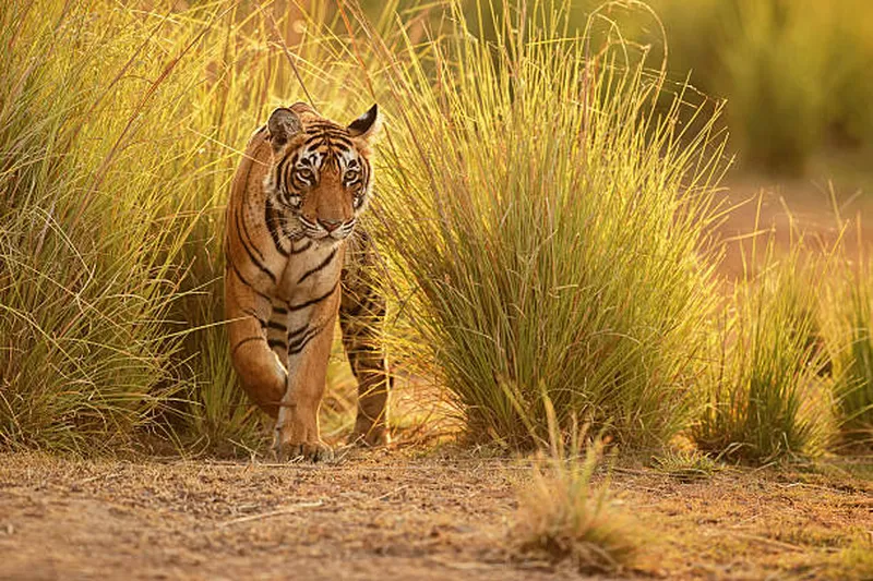 Image Kanha National Park - Wildlife Tours image beautiful image beautiful image beautiful image beautiful image beautiful image beautiful image beautiful - Tiger In A Beautiful Golden Light In India Stock Photo - Download ...