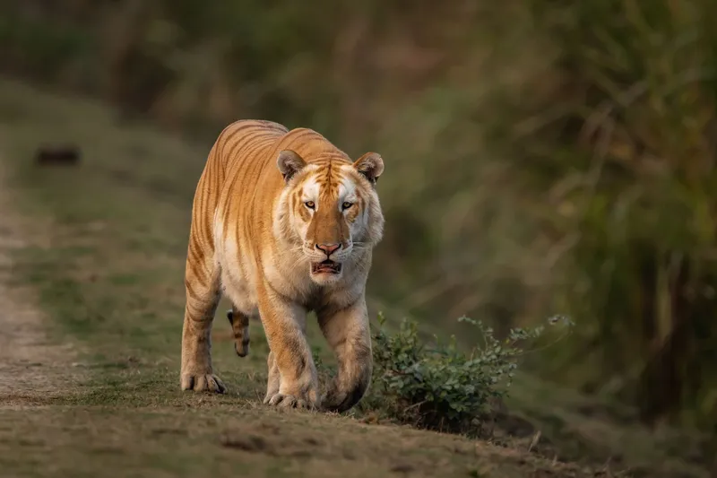 Image Kanha National Park - Wildlife Tours image beautiful image beautiful image beautiful image beautiful image beautiful image beautiful image beautiful - Why a rare 'golden' tiger photographed in India is worrying ...