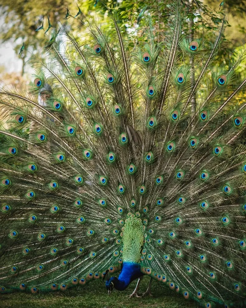 Image Kanha National Park - Wildlife Tours image beautiful image beautiful image beautiful image beautiful image beautiful image beautiful image beautiful - This beautiful wild peacock lives in London's Holland park : r/london