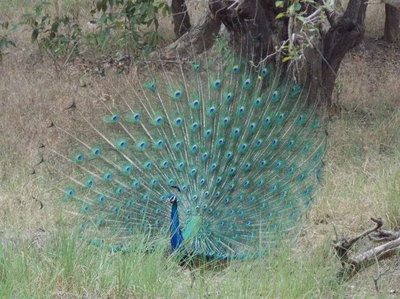 Image Kanha National Park - Wildlife Tours image beautiful image beautiful image beautiful image beautiful image beautiful image beautiful image beautiful image beautiful - beauty - Picture of Bagh Tola Kanha, Samnapur - Tripadvisor