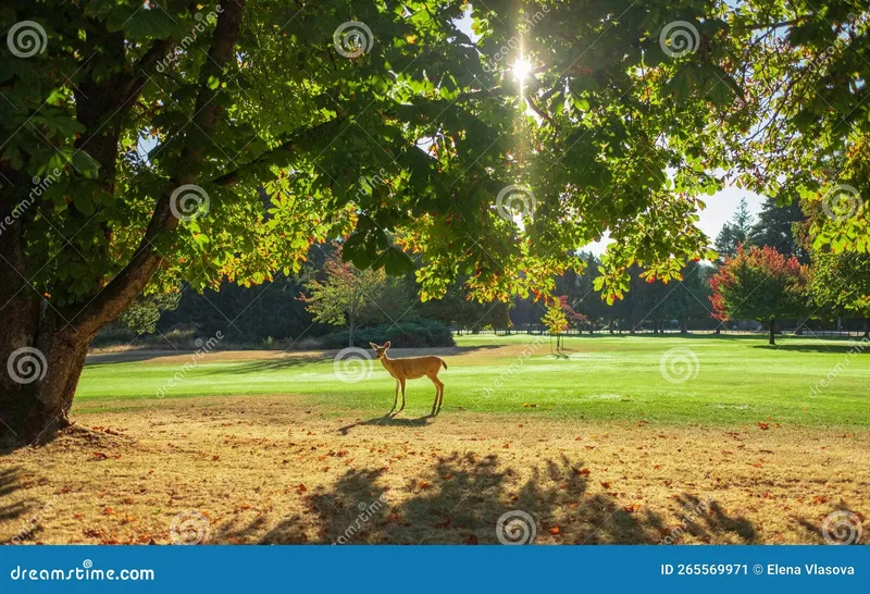 Image Kanha National Park - Wildlife Tours image beautiful image beautiful image beautiful image beautiful image beautiful image beautiful image beautiful image beautiful image beautiful - A Deer Under a Big Tree in the Morning Sunrise. Beautiful Summer ...