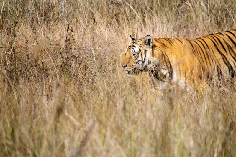 Image Kanha National Park - Wildlife Tours image beautiful image beautiful image beautiful image beautiful image beautiful image beautiful image beautiful image beautiful image beautiful - 70+ Kanha Tiger Reserve Stock Photos, Pictures & Royalty-Free ...