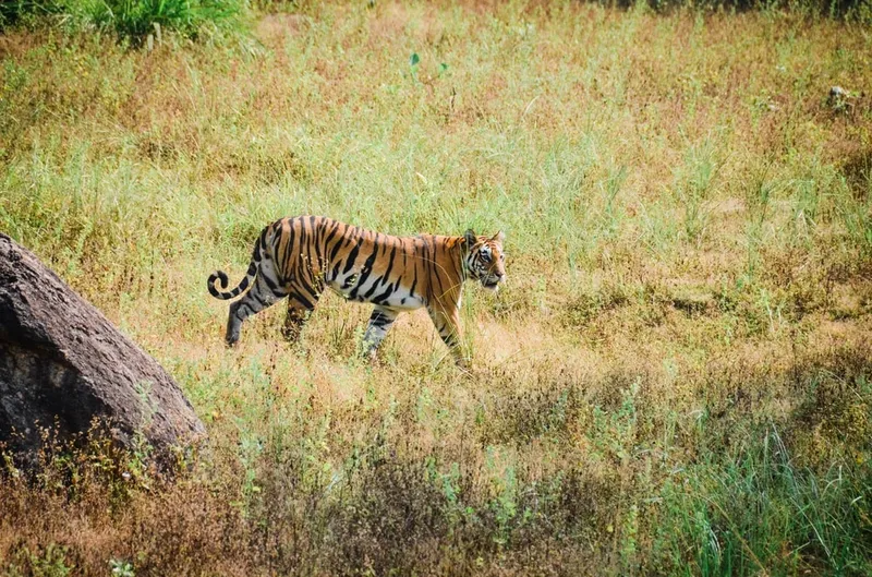 Image Kanha National Park - Wildlife Tours image beautiful image beautiful image beautiful image beautiful image beautiful image beautiful image beautiful image beautiful image beautiful - Chasing Tigers - VIE Magazine