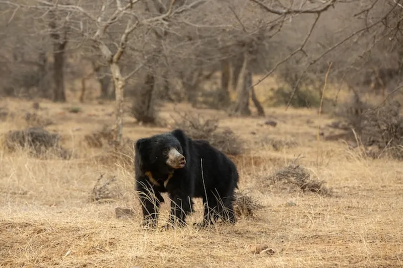 Image Kanha National Park - Wildlife Tours image beautiful image beautiful image beautiful image beautiful image beautiful image beautiful image beautiful image beautiful image beautiful - Free Photo | Beautiful and very rare sloth bear in the nature ...