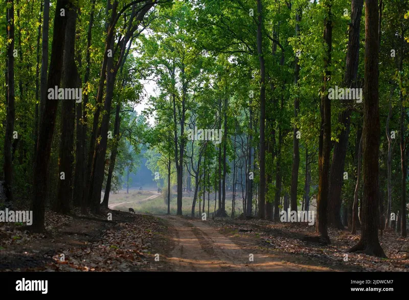 Image Kanha - Nature Trails image beautiful - Saltree hi-res stock photography and images - Alamy