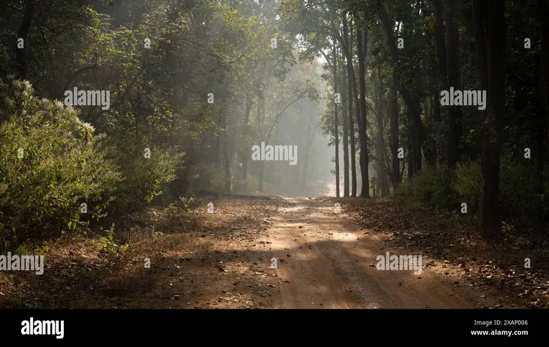 Image Kanha - Nature Trails image beautiful image beautiful - Forest india and track hi-res stock photography and images - Alamy