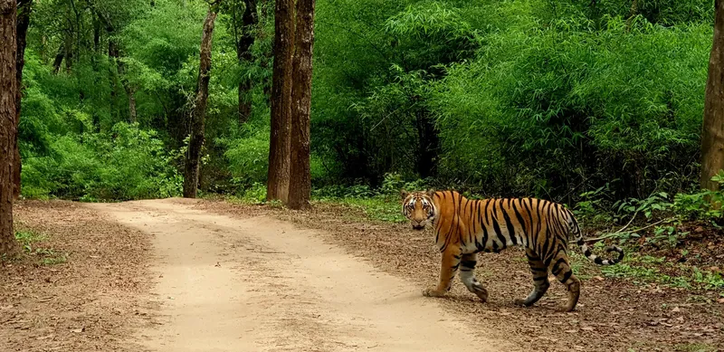 Image Kanha - Nature Trails image beautiful image beautiful image beautiful - Ravindra Mani Tripathi on X: 