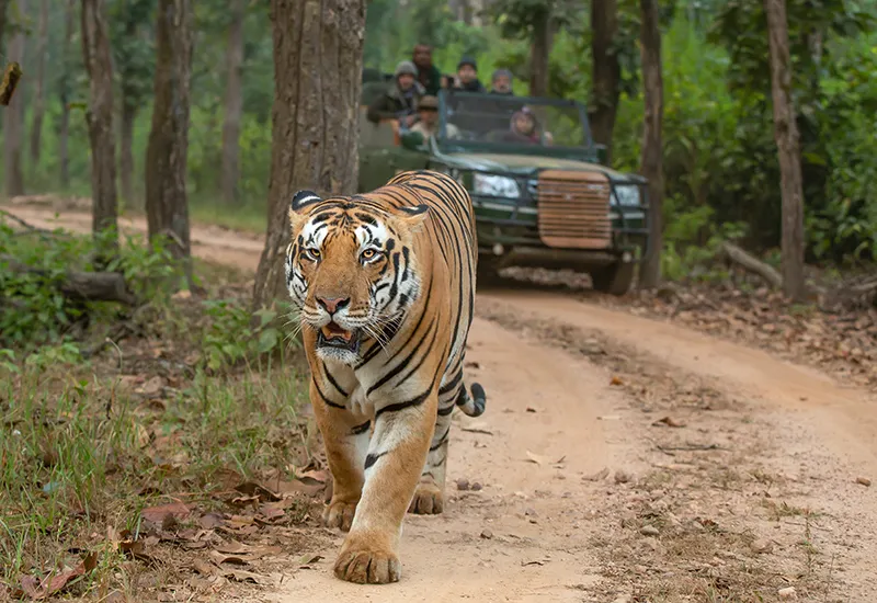 Image Kanha - Nature Trails image beautiful image beautiful image beautiful - Reasons to Visit Kanha National Park - Tiger Safari India Blog