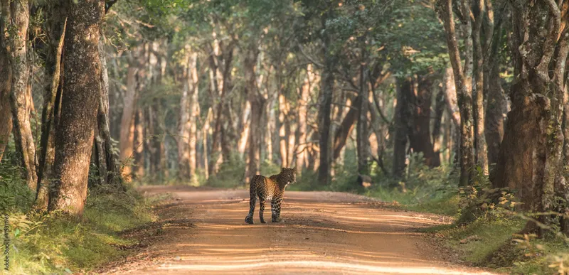 Image Kanha - Nature Trails image beautiful image beautiful image beautiful - beautiful female sri lankan leopard (Panthera pardus kotiya ...