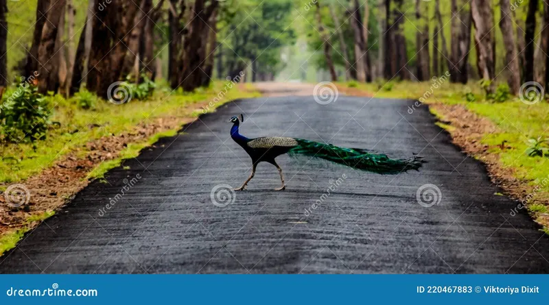 Image Kanha - Nature Trails image beautiful image beautiful image beautiful - Indian Beautiful Peacock. Bird Photography. Wildlife Stock Image ...