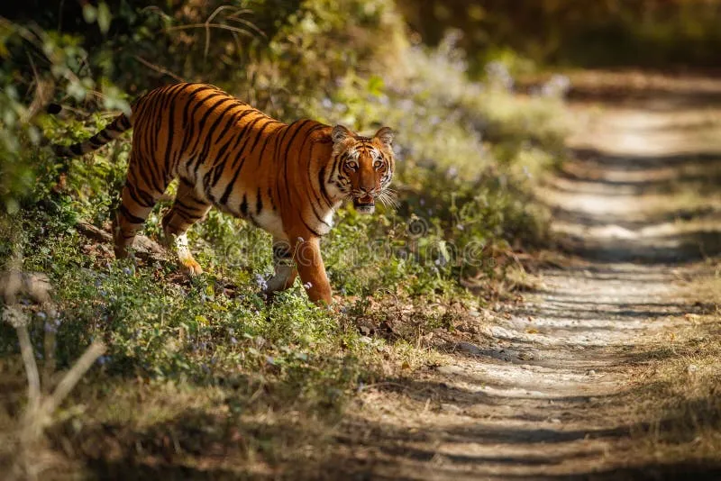 Image Kanha - Nature Trails image beautiful image beautiful image beautiful - Royal Bengal Tiger on a Beautiful Golden Background. Amazing Tiger ...