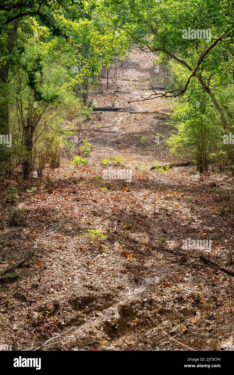 Image Kanha - Nature Trails image beautiful image beautiful image beautiful image beautiful - Jungle kanha national park trees hi-res stock photography and ...