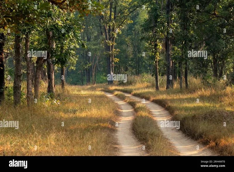 Image Kanha - Nature Trails image beautiful image beautiful image beautiful image beautiful - Lush vegetation india hi-res stock photography and images - Alamy