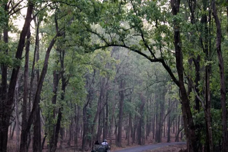 Image Kanha - Nature Trails image beautiful image beautiful image beautiful image beautiful - Lovely Jungle! - Picture of Baghira Log Huts, Kanha National Park ...