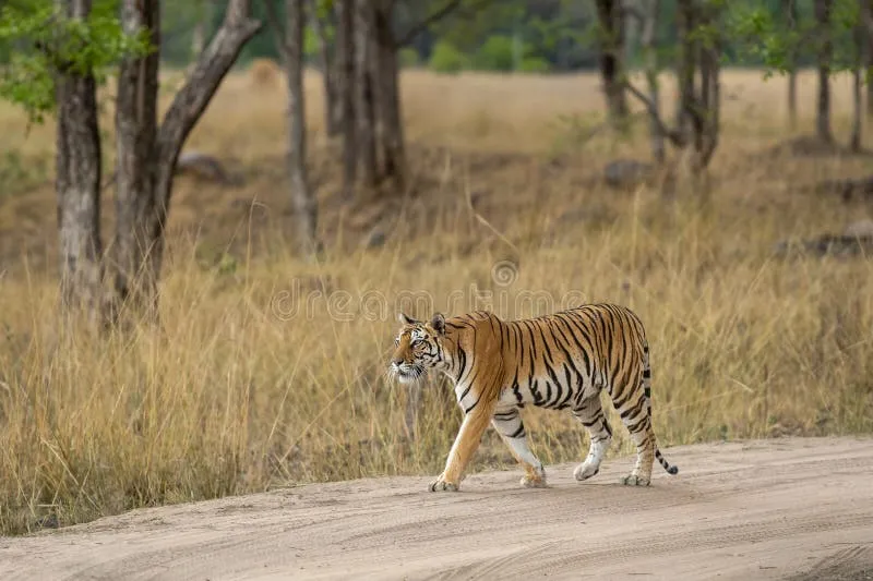 Image Kanha - Nature Trails image beautiful image beautiful image beautiful image beautiful - 855 Tiger Side Profile Stock Photos - Free & Royalty-Free Stock ...