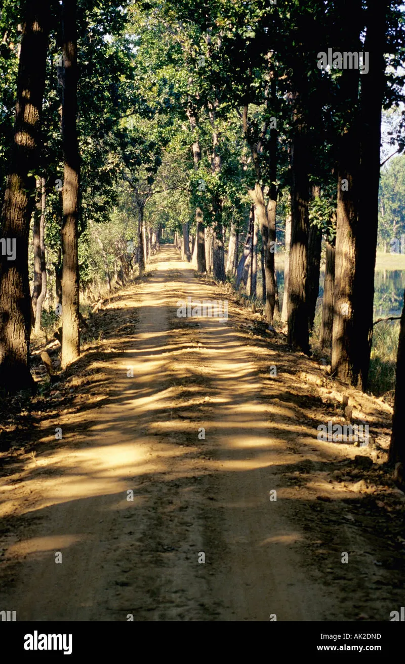 Image Kanha - Nature Trails image beautiful image beautiful image beautiful image beautiful - Sal trees in kanha national hi-res stock photography and images ...