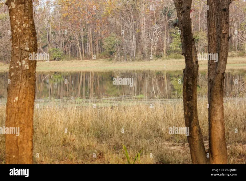 Image Kanha - Nature Trails image beautiful image beautiful image beautiful image beautiful image beautiful - Beautiful day in the Kanha National Park in Madhya Pradesh, India ...