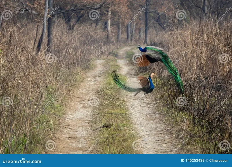 Image Kanha - Nature Trails image beautiful image beautiful image beautiful image beautiful image beautiful image beautiful - Peacock Fight in Breeding Season Stock Image - Image of blue ...