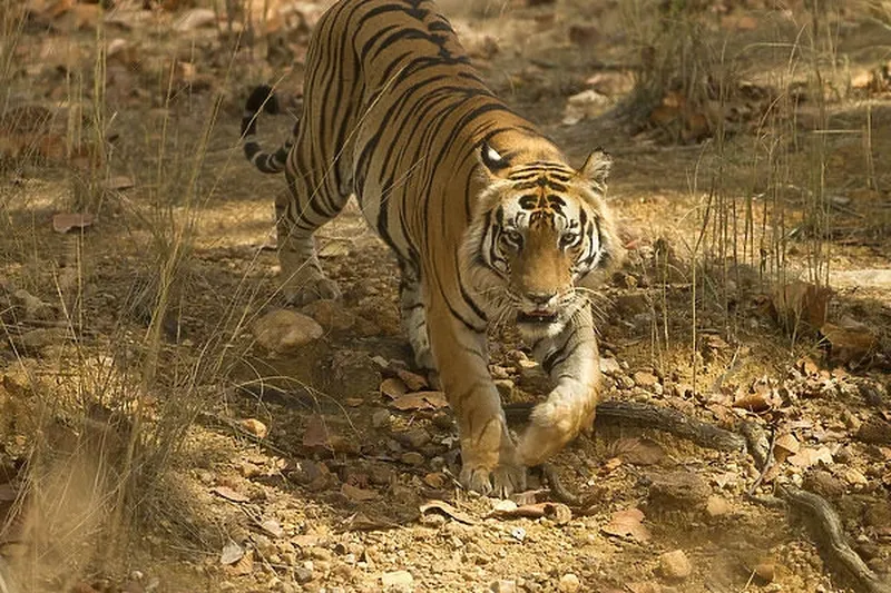 Image Kanha - Nature Trails image beautiful image beautiful image beautiful image beautiful image beautiful image beautiful - Asia, India, Kanha National Park, Bengal Tiger Our beautiful Wall ...