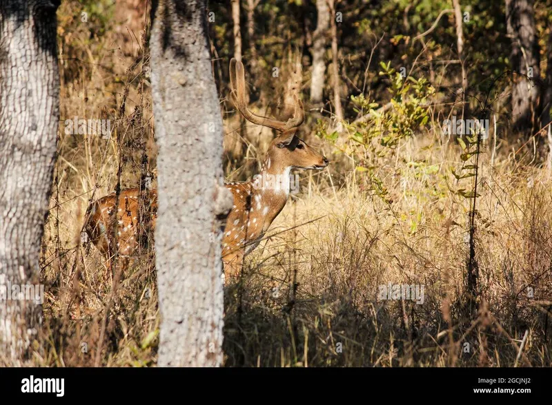 Image Kanha - Nature Trails image beautiful image beautiful image beautiful image beautiful image beautiful image beautiful - India kanha hi-res stock photography and images - Page 22 - Alamy