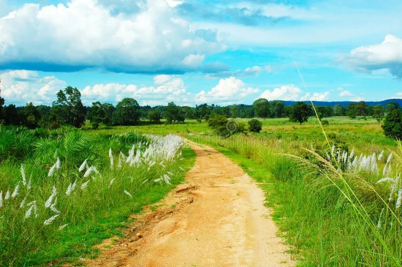 Image Kanha - Nature Trails image beautiful image beautiful image beautiful image beautiful image beautiful image beautiful image beautiful - Magestic Tiger Stock Photos - Free & Royalty-Free Stock Photos ...