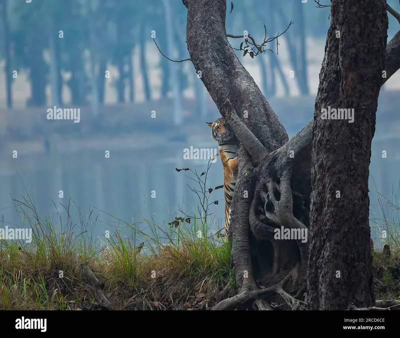 Image Kanha - Nature Trails image beautiful image beautiful image beautiful image beautiful image beautiful image beautiful image beautiful - Tiger behind a tree hi-res stock photography and images - Page 2 ...