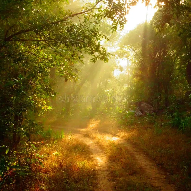 Image Kanha - Nature Trails image beautiful image beautiful image beautiful image beautiful image beautiful image beautiful image beautiful - Sunrise Kanha Jungle Stock Photos - Free & Royalty-Free Stock ...