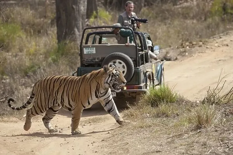 Image Kanha - Nature Trails image beautiful image beautiful image beautiful image beautiful image beautiful image beautiful image beautiful image beautiful image beautiful - Indian Tiger (Panthera tigris) adult, walking across track