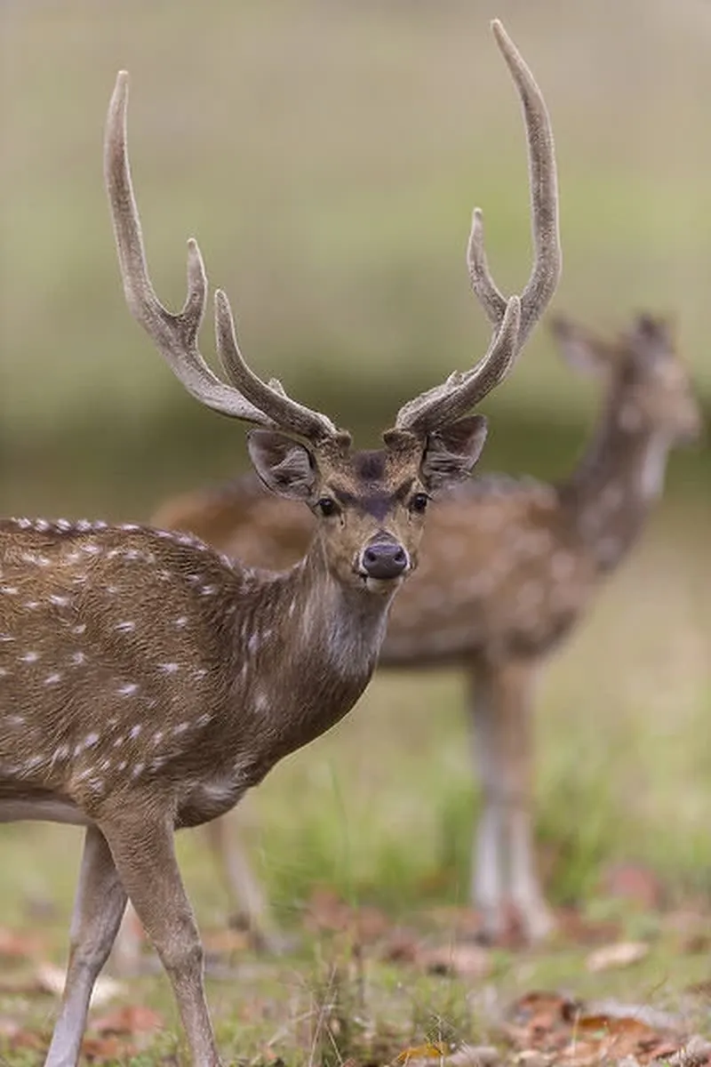 Image Kanha - Nature Trails image beautiful image beautiful image beautiful image beautiful image beautiful image beautiful image beautiful image beautiful image beautiful - Asia. India. Chital, or spotted deer (Axis axis) Our beautiful ...