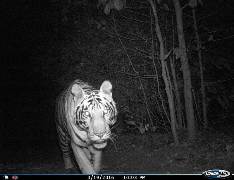 Image Kanha - Nature Trails image beautiful image beautiful image beautiful image beautiful image beautiful image beautiful image beautiful image beautiful image beautiful image beautiful - Endangered Tigers Spotted | The Great Projects