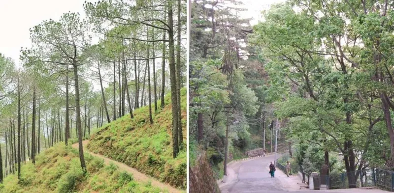 Image Kasauli - Quiet Hill Station image beautiful image beautiful image beautiful image beautiful image beautiful image beautiful image beautiful - This Road Trip Guide To Kasauli From Delhi Is All You Need!