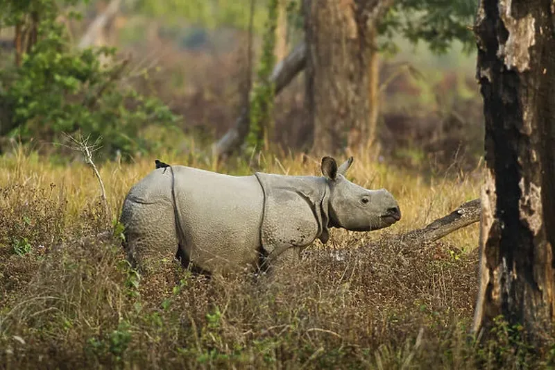 80+ most beautiful images in Kaziranga National Park – Home of the One-Horned Rhino India