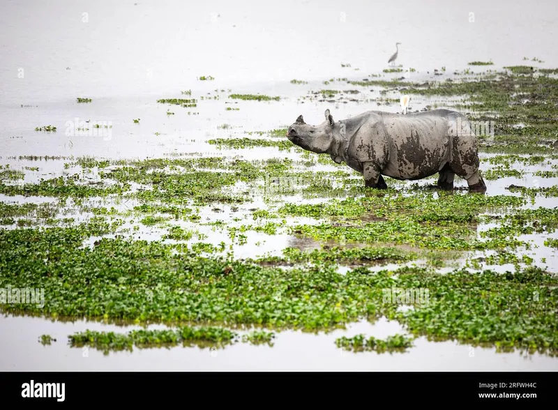 Image Kaziranga National Park - Home of the One-Horned Rhino image beautiful - Beautiful Indian Rhinoceros or greater one-horned rhino, relaxing ...