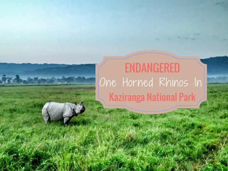 Image Kaziranga National Park - Home of the One-Horned Rhino image beautiful - Endangered One Horned Rhinos at Kaziranga National Park - Hippie ...