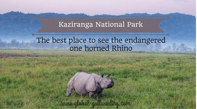 Image Kaziranga National Park - Home of the One-Horned Rhino image beautiful - Kaziranga National Park – the best place to see the endangered one ...