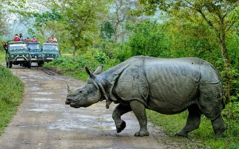 Image Kaziranga National Park - Home of the One-Horned Rhino image beautiful - On World Rhino Day let us know about success story of conservation ...