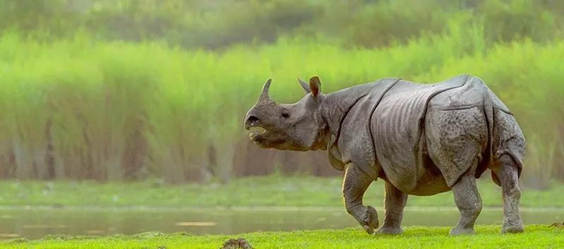 Image Kaziranga National Park - Home of the One-Horned Rhino image beautiful - Kaziranga National Park Home to the Indian One-Horned Rhino