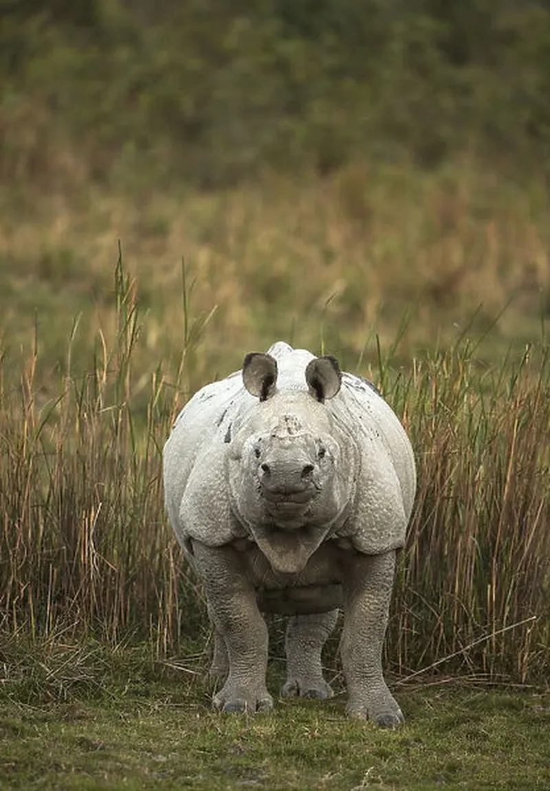 Image Kaziranga National Park - Home of the One-Horned Rhino image beautiful image beautiful - Indian rhinoceros (Rhinoceros unicornis) female Our beautiful Wall ...