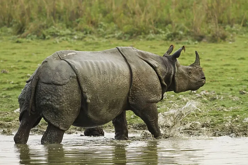 Image Kaziranga National Park - Home of the One-Horned Rhino image beautiful image beautiful - DDE-90024521 Our beautiful Wall Art and Photo Gifts include Framed ...