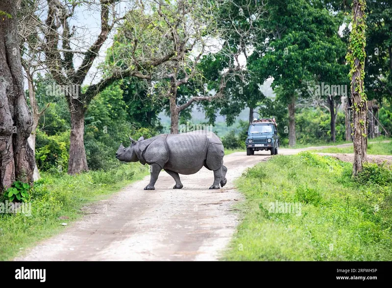 Image Kaziranga National Park - Home of the One-Horned Rhino image beautiful image beautiful - Beautiful Indian Rhinoceros or greater one-horned rhino, crossing ...