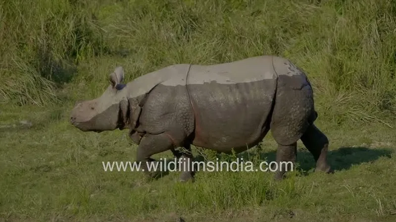 Image Kaziranga National Park - Home of the One-Horned Rhino image beautiful image beautiful - Rhino spa day: One-horned beauty takes a refreshing dip in ...