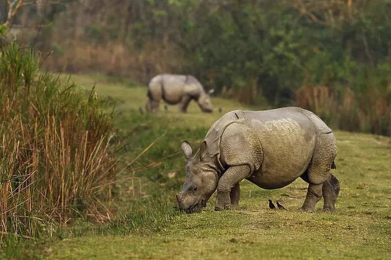 Image Kaziranga National Park - Home of the One-Horned Rhino image beautiful image beautiful - One-horned Rhiceros feeding on the short grass Our beautiful Wall ...