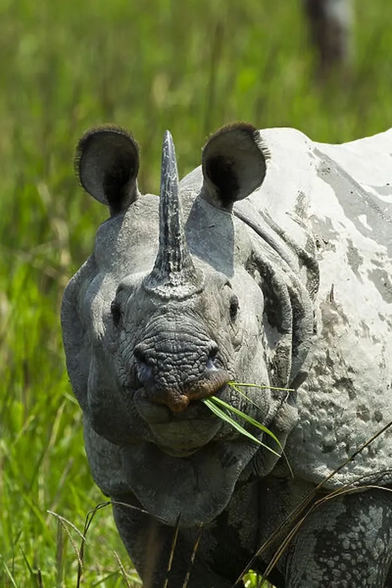 Image Kaziranga National Park - Home of the One-Horned Rhino image beautiful image beautiful - Indian rhinoceros (Rhinoceros unicornis) Our beautiful Wall Art ...