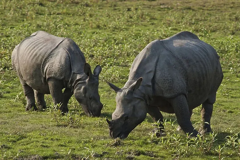 Image Kaziranga National Park - Home of the One-Horned Rhino image beautiful image beautiful - DDE-90024517 Our beautiful Wall Art and Photo Gifts include Framed ...